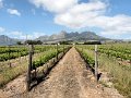 (48) Vineyards beneath Helderberg